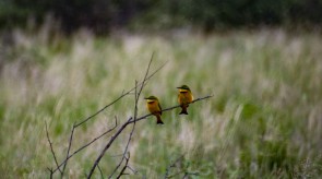 Makgoro Lodge Activities - Bird Watching
