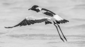 Makgoro Lodge - Game Walk