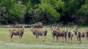Makgoro Lodge - Game Walk