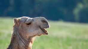 Makgoro Lodge - Game Walk