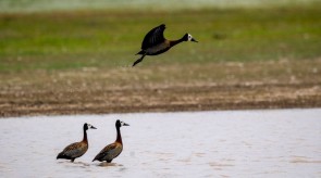 Makgoro Lodge - Game Walk