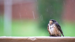 Makgoro Lodge - Game Walk