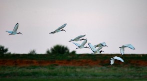 Makgoro Lodge - Game Walk