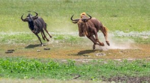 Makgoro Lodge - Game Walk